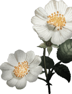 Twee bloemen rechts