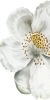 Witte bloem rechts cakeyfest