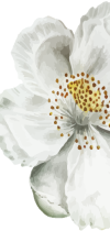 Witte bloem rechts cakeyfest