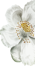 Witte bloem rechts cakeyfest