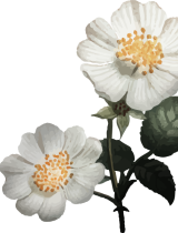 Twee bloemen rechts